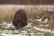 Szukam wiatru w polu. Wiatro�om�w i wywrot�w w lesie narobi� i zwia�! 
