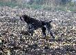 Archie - m�j mistrz wystawiania :) :)