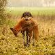 Archie i lisek... :)