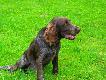  Wachtelhund Chuck Any-Bon
Wachlehund Chuck na polowaniu i spacerze