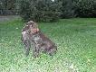 Chuck Any-Bon 8-9 miesic
Pierwsze polowania z modym wachtlem