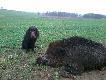 M�ChPL EKS W�gorzewski Postrach PP I� KT III� KD I�