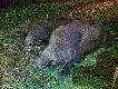 Udane polowanie na �ciernisku zako�czone dubletem. Darz B�r 