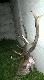 tu doskonale wida� jak ma u�o�one widlice 