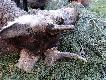 Wszyscy zastanawiali si� co mo�e by� przyczyn� takiego poro�a