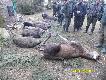  8 dzik�w i Jele� Byk Wigilijny pokot 