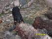 Morus i poznawanie dzik�w
