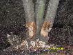 Bobry i ich dzie�o