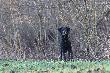 Spotka�em takiego jak patrolowa� pole. Przypatrywa� mi si� z uwag� i w ko�cu zszed� mi z drogi.