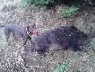 Graf z "dostrzelonym" postrza�kiem :)