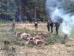 11.01.14 sobota. Zako�czenie polowa� zbiorowych w jednym z k�. Psy dobrze pracowa�y Go�czy Polski i Kopovy.   