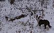 W dniu dzisiejszym(15,01,14r)odnalaz�em postrza�ka z ostatniej zbior�wki,trafi�em do niego dzi�ki krukom a potem s�jkom,tylko brak w�a�ciciela tego byka a dosta� dwie kule 