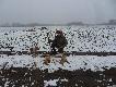 16.01.2014 powt�rny objazd stog�w po tygodniu i wynik jak wida�  niez�y (dwie suczki- poprzednim razem byla jedna suczka i cztery psy)