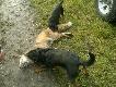 Go�cinne polowanie na stogach w k�. "Dudek".