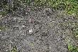 Spi�arka nied�wiedzia