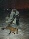 19.01.2014 Liszka strzelona z odleg�o�ci ok. 20 metr�w, zwabiona za pomoc� Nordik Predator. Darz B�r