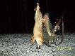 Lisek strzelony �rutem,21 lis-pies w tym sezonie DB.... kemor21..