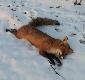 Na predatora, strzelany �rutem.