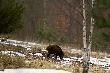 Tego dzika spotka�em ko�o godziny 15 , nie zd��y�em jeszcze dojecha� na miejsce polowania . Darowa�em mu:-) zrobi�em tylko szybkie foto z samochodu i pojecha�em dalej .D.B

