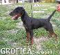 GROFICA - import Serbia