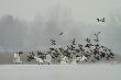 Start we mgle. �ab�d� krzykliwy, niemy i krzy��wka. 
