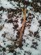 02.02.2014 i przed samym wyj�ciem z lasu stary dziesi�taczek