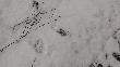 Niestety w moim �owisku zago�ci�y na dobre wilki. Pierwsze upadki ju� s�. To trop wilka w pogoni za danielem...