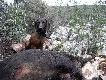 Potomstwo 
Potomstwo Toresa, zdjcia dziki uprzejmoci i wyraeniu zgody wacicieli.
Skojarzenia z hodowli: Zoty Br, Promylowa Bajka, Lesznowska Sfora, Bona Espero, Goddesshant, Srebrzysta Zjawa.