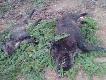 Te� jeden m�j . Pieski znalaz�y postrza�ka w miocie i ju� nie odpu�ci�y 