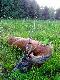 Czerwcowy s�aby sz�stak (237g) strzelony na �r�dle�nej ��ce. W czasie preparowania w sk�rze g�owy znalaz�em 4,5mm ostro zako�czony �rut.
