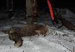 W ko�cu by�o kilka dni zimy... po o�miu zasiadkach uda�o mi sie pozyska� 4 lisy i....
