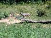 Zdj�cie 13.
Ale do�� cz�sto udawa�o si� spotka� zwierza r�wnie� na otwartej przestrzeni. W�wczas mo�na by�o podziwia� moc obalaj�c� 375-tki.
Tutaj kudu. Zdj�cie zrobione w �owisku, wi�c za odstrza� musia�bym zaplaci� normaln� stawk�. Taki sam byk na terenie plantacji, po przeskoczeniu p�otu, stawa� si� szkodnikiem, strzelanym bez op�aty za trofeum.