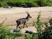 Zdj�cie 25.
Kozio� wodny. Koz�y wa�� 250 -300 kg. Drogie dla trofeist�w, dro�sze od pi�kniejszych kudu i oryks�w, cho� ta�sze od szablorog�w. My mogli�my strzela� tylko kozy i ko�l�ta.
