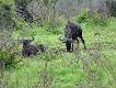 Zdj�cie 31.
Gnu, po afrykanersku 'wildebeest' = dzikie zwierz�. Wbrew nazwie s� bardzo spokojne. Obie p�cie nosz� rogi, zatem s� zwierzyn� trofeow�. Ciel�t nie strzelaj� - rosn� szybko, ju� po 3 latach maj� prawie w pelni rozwini�te uro�enie, podobnie jak i wi�kszo�� antylop.
