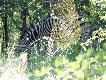 Zdj�cie 32.
W buszweldzie wsz�dzie wisz� paj�czyny..