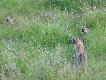 Zdj�cie 35.
Drapie�niki, r�wnie� hieny, z powodu futerka s� zwierzyn� trofeow�.