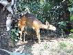 Zdj�cie 58. Bushbok, czyli kozio� buszowy. A �ci�lej - koza. Chyba j� zbudzi�em..
