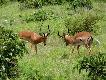 Zdj�cie 61
Starcie impali.