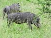 Zdj�cie 67.
Z przodu s�aby odyniec.
