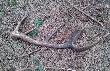 Drugi �wie�y i r�wnie� dwunastak :)