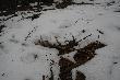 27.02.2014r. Pierwszy dzisiejszego dnia, zesz�oroczny �smak . Zrzut do pary do niego podnios�em w styczniu,a ko�o tego przechodzi�em kilka razy 