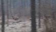 Dzi� rano spotka�em chmar� byk�w 7 sztuk,ostatni bieg� gom�.Na fotce pierwszy prowadzi� 16-stak z pot�nym poro�em:)