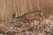 �smak. 27-02-2014. Tu s�abo wida� ale na lewej tyce jest w g�rze dodatkowa rosn�ca odnoga.