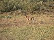 Zdj�cie 83.
Hartebeest, czyli po bursku 'mocne zwierz�'. Naprawd� niesamowicie twardy na strza�..