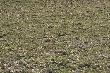 09-03-2014 Po 5 godzinach poszukiwa� id�c ze szwagrem ju� zrezygnowani do samochodu..:( oto taki widok zaskoczy�o moje oko:)  100m  przed autem:) 12-stak 1.90 kg.