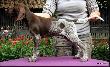 DJOTTO  (Archie Keiviento x Djody v.d. Lutevelde)