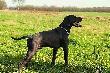  NAPOLEON LEROY v.d. Slotbosse - Heide (Archie Keiviento x Floor Luna v.d Slotbose-Heide)