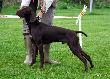  NIELS BOREE v.d. Slotbosse - Heide (Archie Keiviento x Floor Luna v.d Slotbose-Heide)