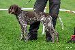  NORRIS SAM v.d. Slotbosse - Heide (Archie Keiviento x Floor Luna v.d Slotbose-Heide)