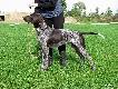 CLEO v.d. Waltakke (Archie Keiviento x Dumka v.d. Waltakke)